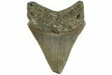 Fossil Megalodon Tooth - North Carolina #200680-1